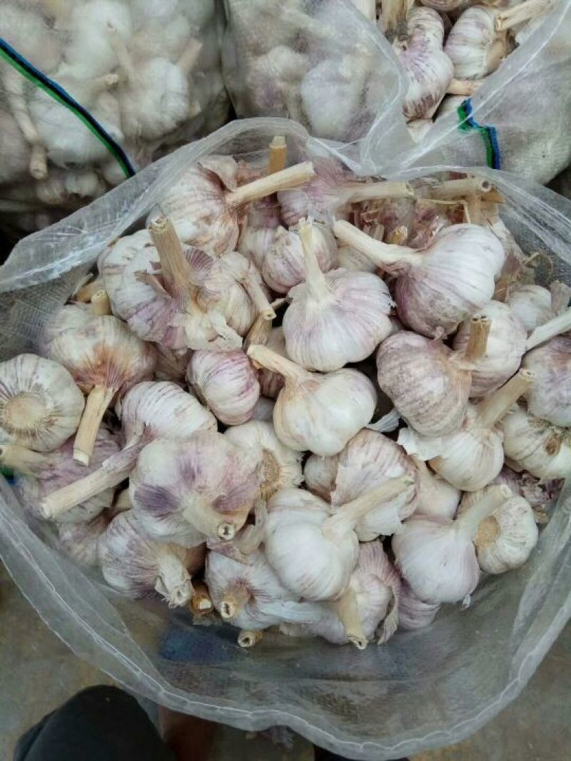 金乡大蒜混级通货干蒜