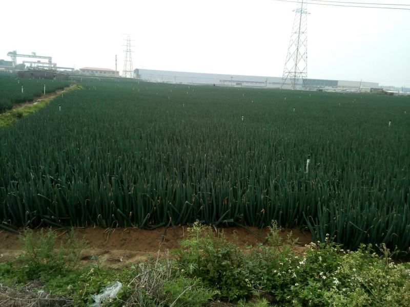 天光一本大葱毛葱3cm左右30~40cm