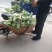 白花菜散装