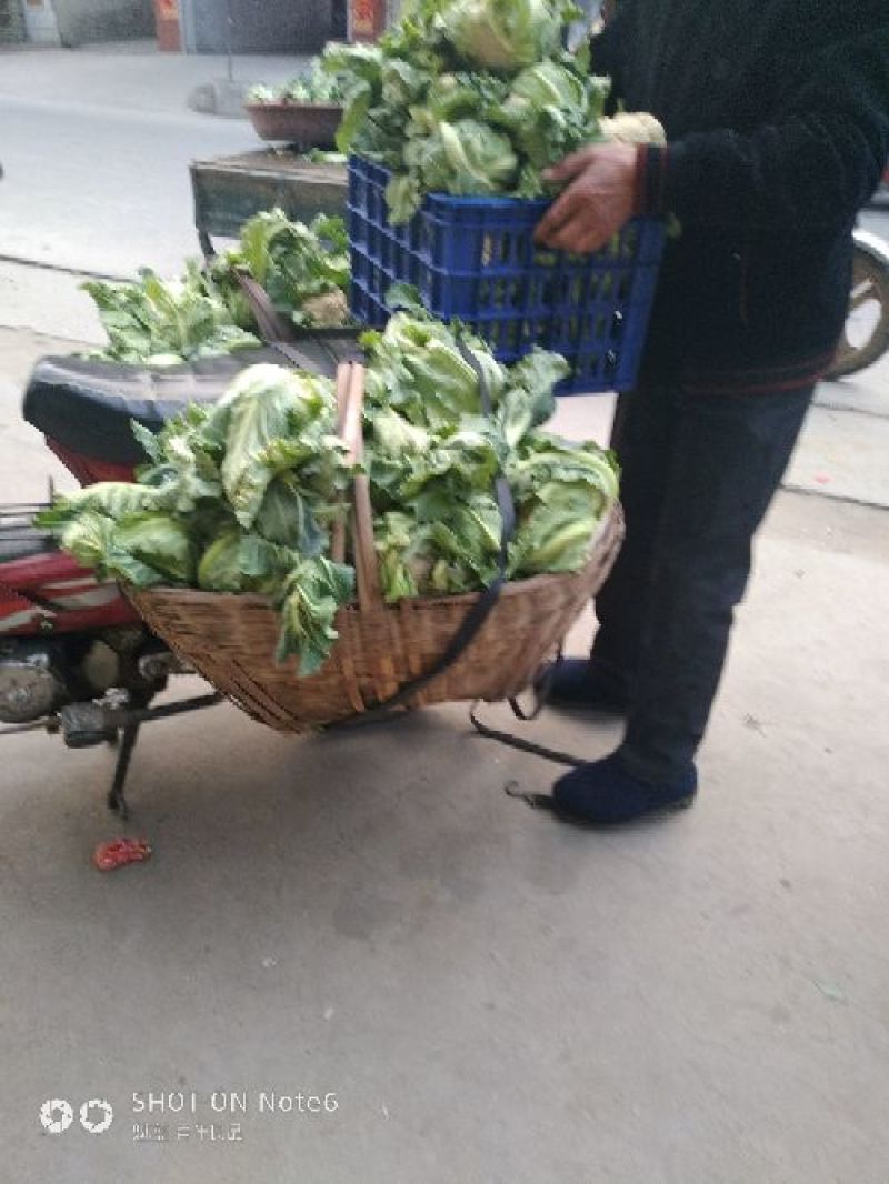 白花菜散装