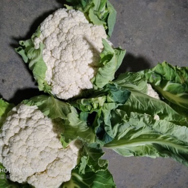 白花菜散装