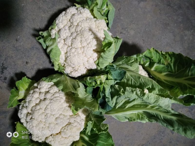 白花菜散装
