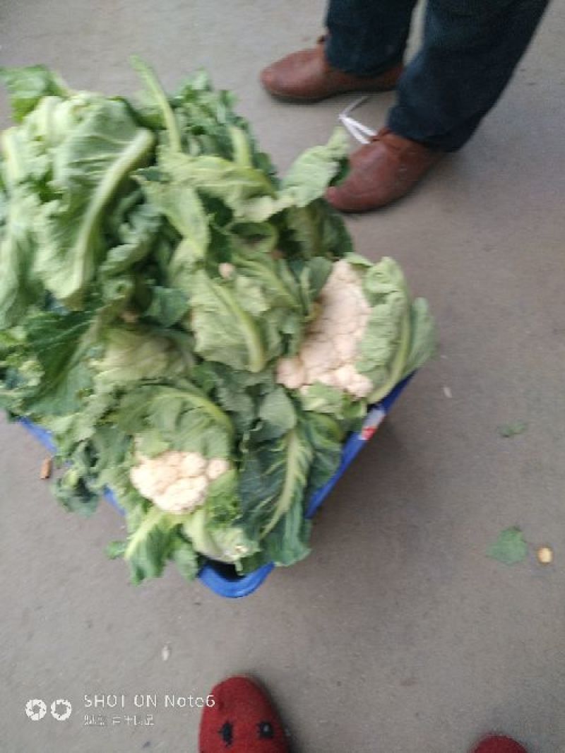 白花菜散装