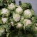 白花菜散装