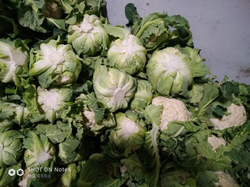 白花菜散装