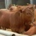 鲁西黄牛犊200~300kg