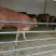 鲁西黄牛犊200~300kg