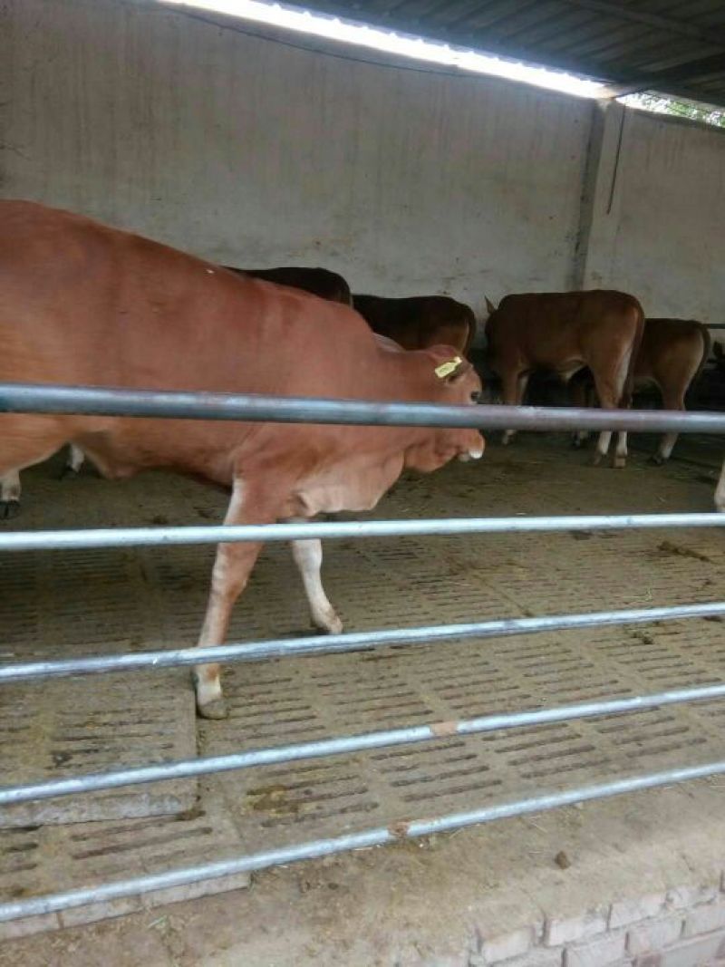 鲁西黄牛犊200~300kg