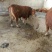 鲁西黄牛犊200~300kg