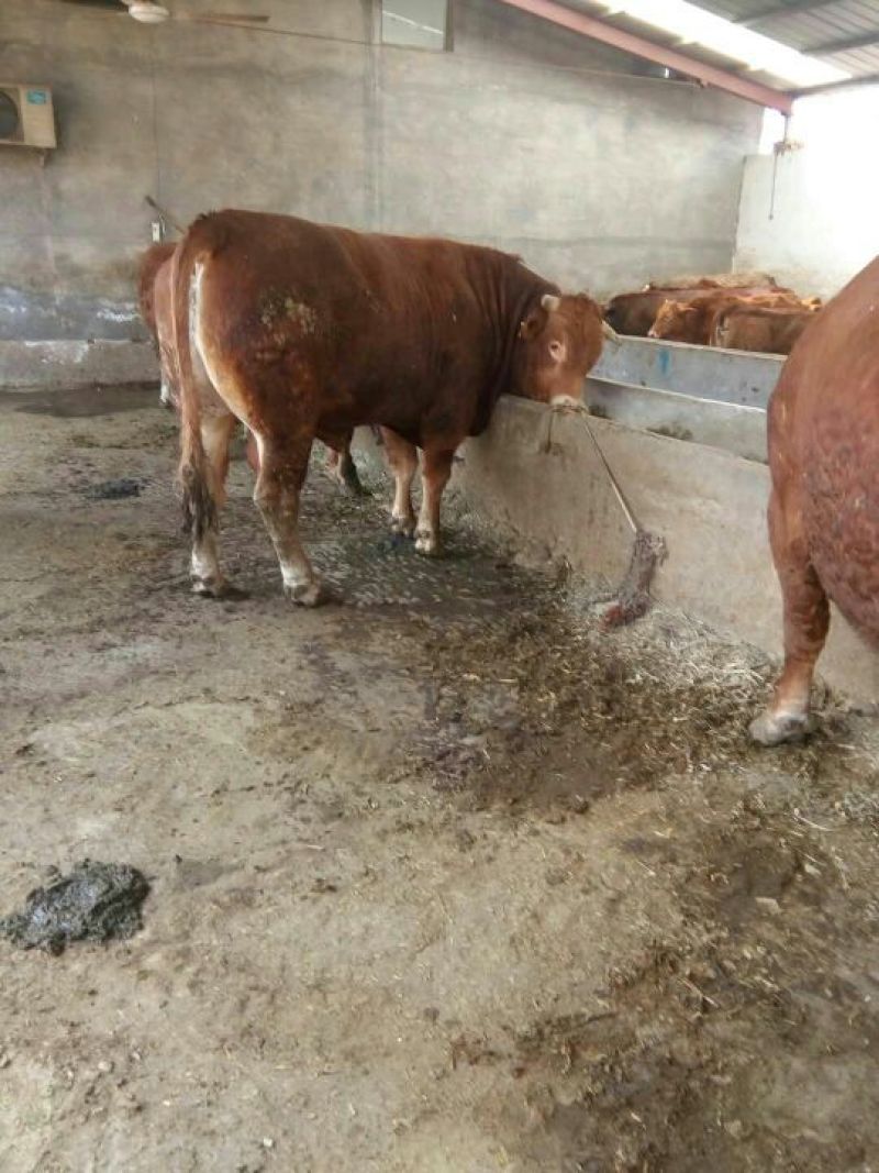 鲁西黄牛犊200~300kg