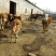 鲁西黄牛犊200~300kg