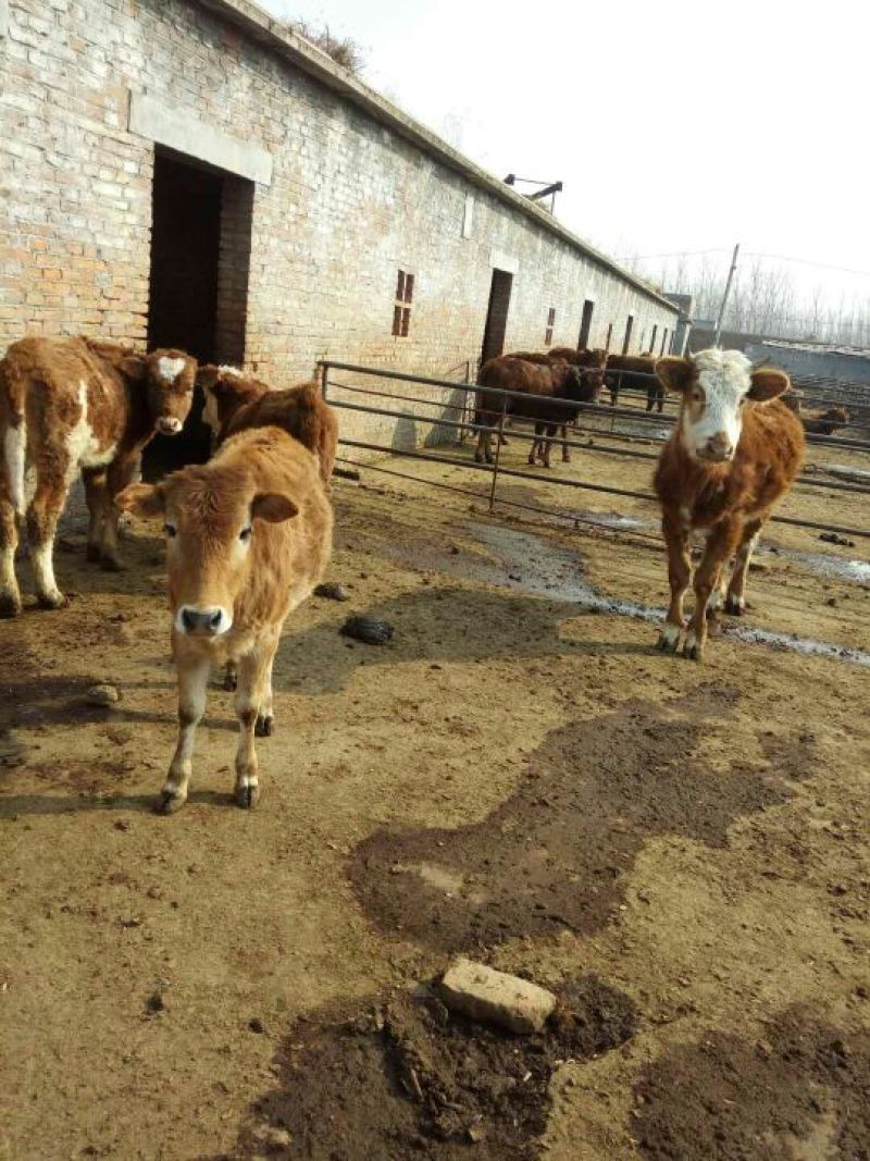 鲁西黄牛犊200~300kg