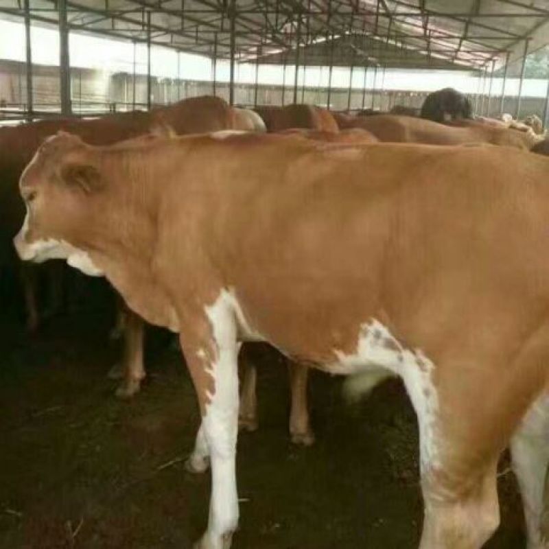 鲁西黄牛犊200~300kg