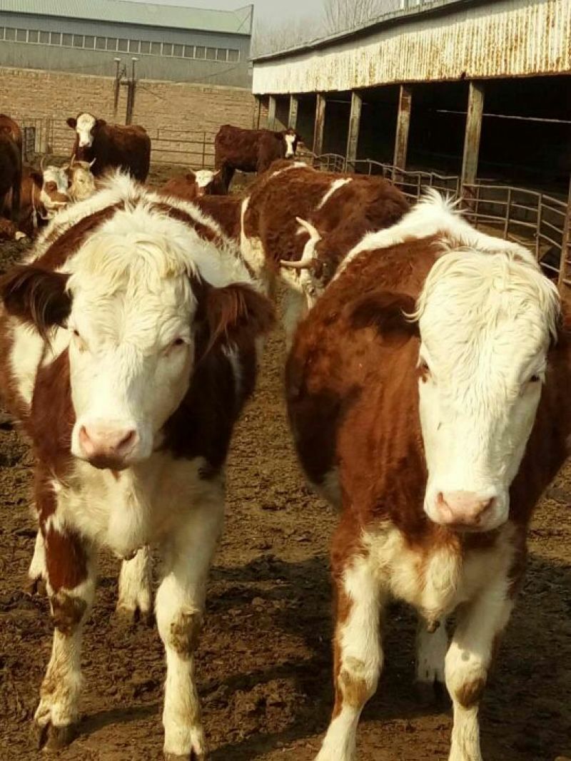 鲁西黄牛犊200~300kg