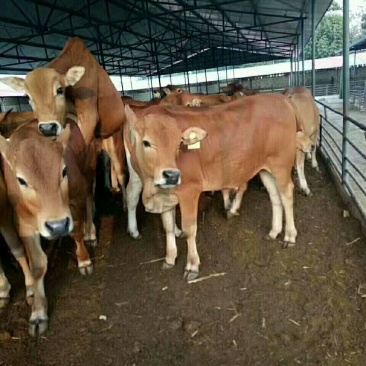 鲁西黄牛犊200~300kg