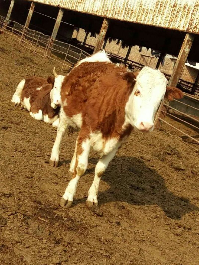 鲁西黄牛犊200~300kg