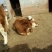 鲁西黄牛犊200~300kg