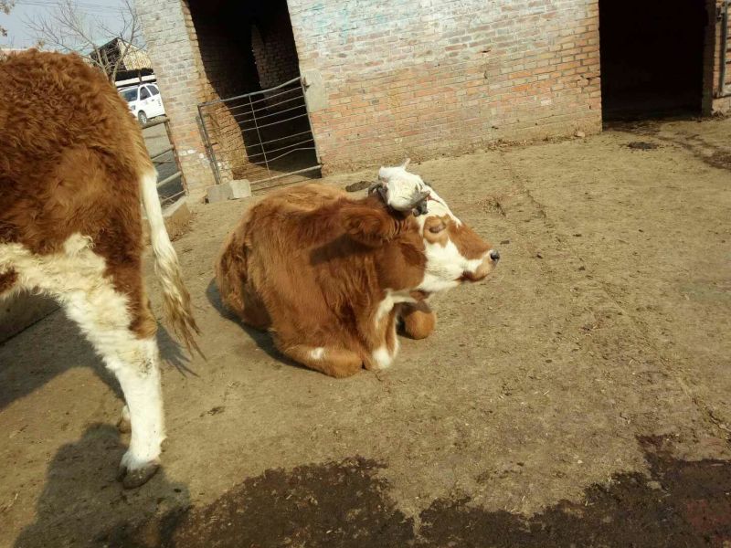鲁西黄牛犊200~300kg