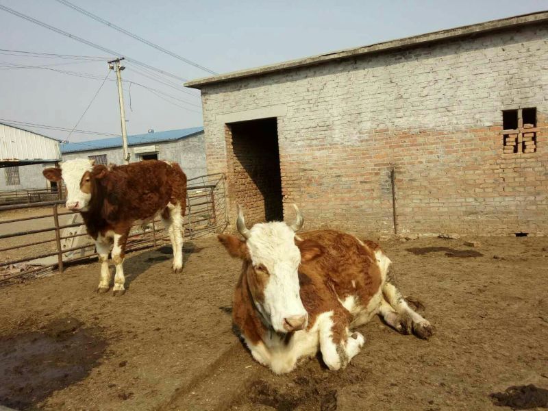 鲁西黄牛犊200~300kg
