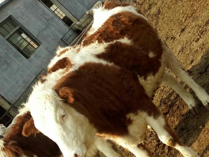 鲁西黄牛犊200~300kg
