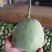羊角蜜甜瓜0.8斤以上1.3斤以下，精品