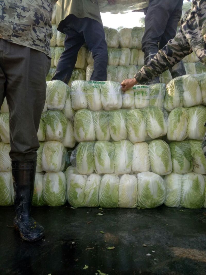 湖南万亩黄心大白菜全国接单3一5斤净菜。