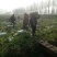湖南万亩黄心大白菜全国接单3一5斤净菜。