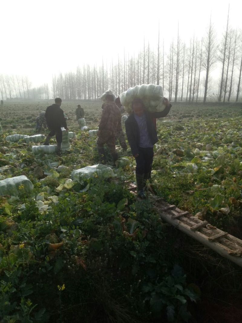 湖南万亩黄心大白菜全国接单3一5斤净菜。