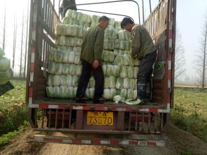 湖南万亩黄心大白菜全国接单3一5斤净菜。