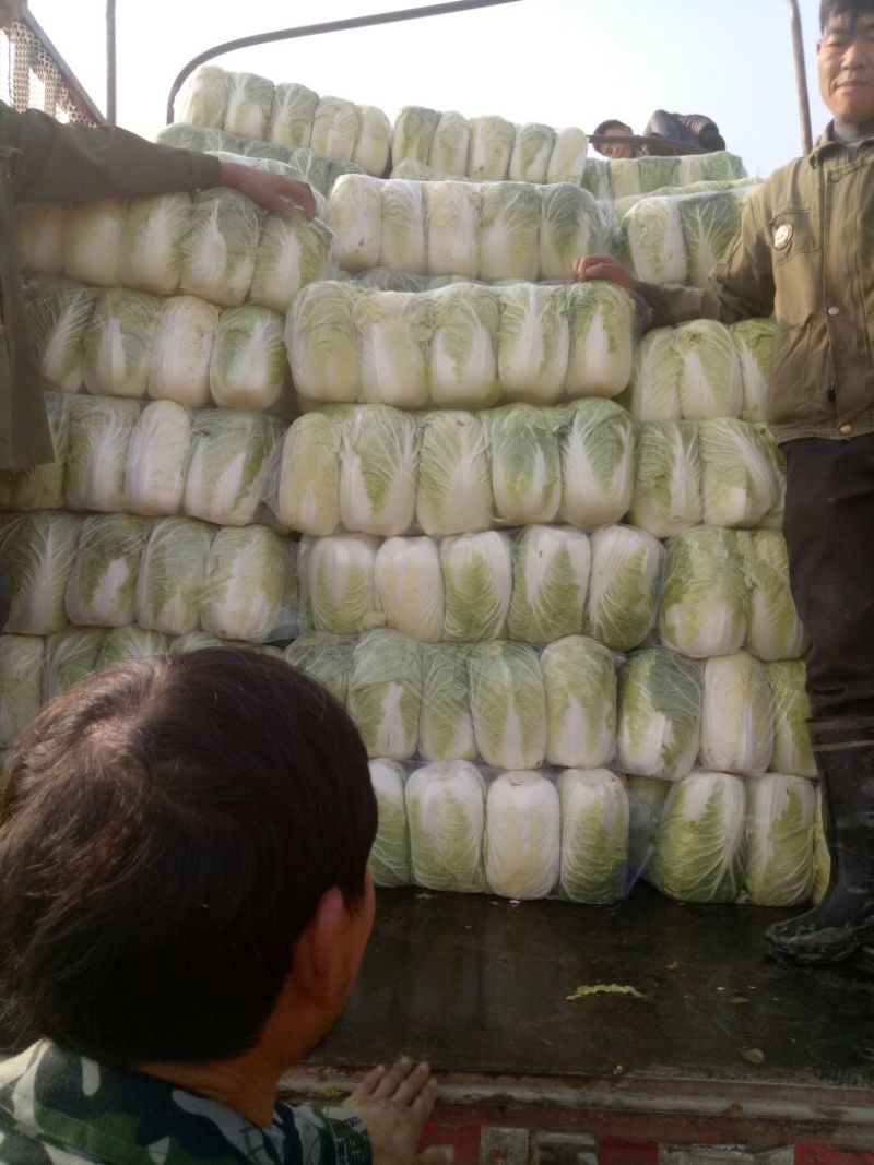 湖南万亩黄心大白菜全国接单3一5斤净菜。