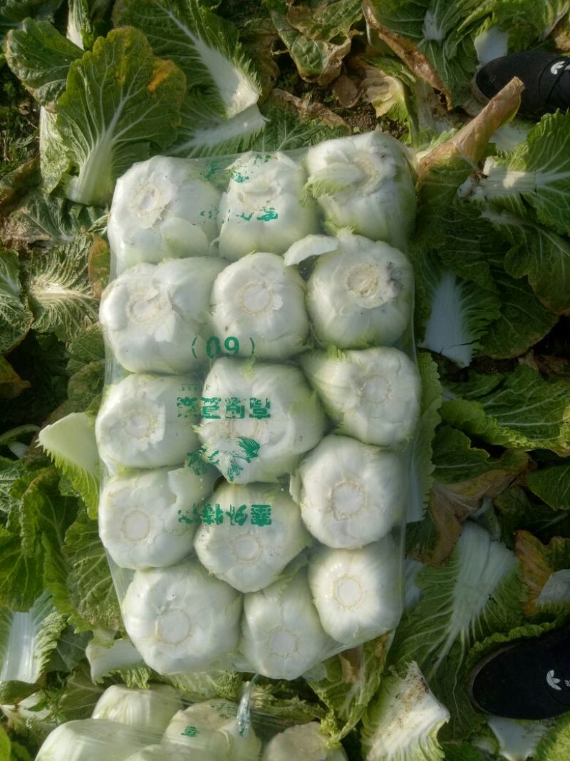 湖南万亩黄心大白菜全国接单3一5斤净菜。