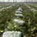 湖南万亩黄心大白菜全国接单3一5斤净菜。