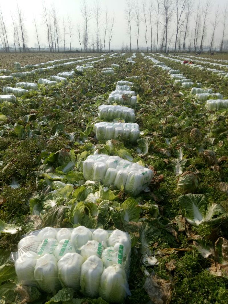 湖南万亩黄心大白菜全国接单3一5斤净菜。