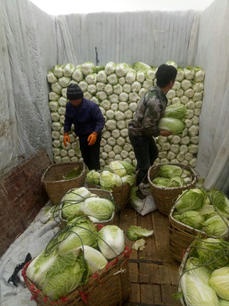 湖南万亩黄心大白菜全国接单3一5斤净菜。