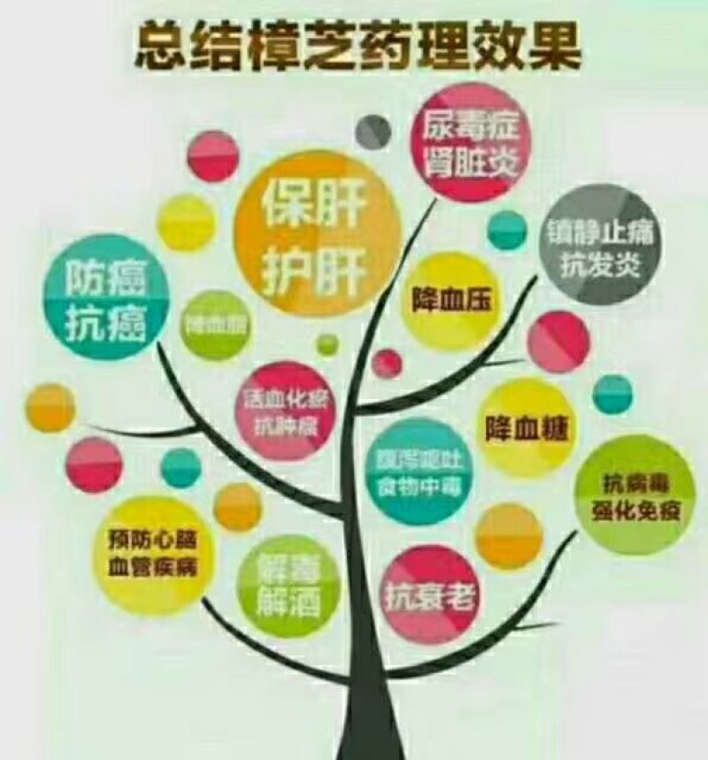 牛樟菇