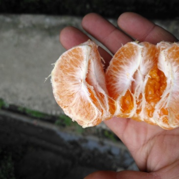 春见柑桔7.5~8cm