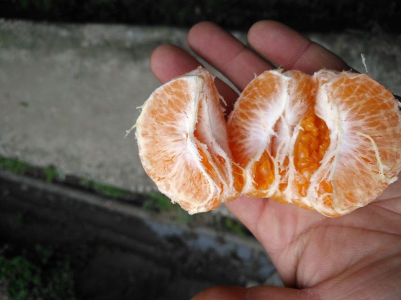 春见柑桔7.5~8cm