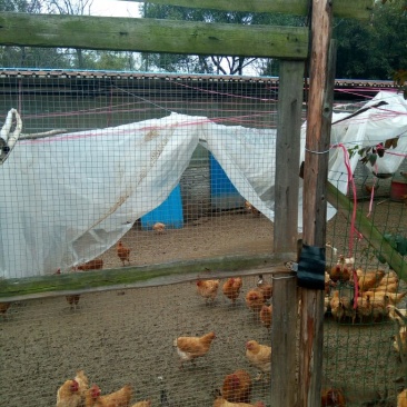 走地鸡3~4斤散养土鸡