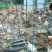 走地鸡3~4斤散养土鸡