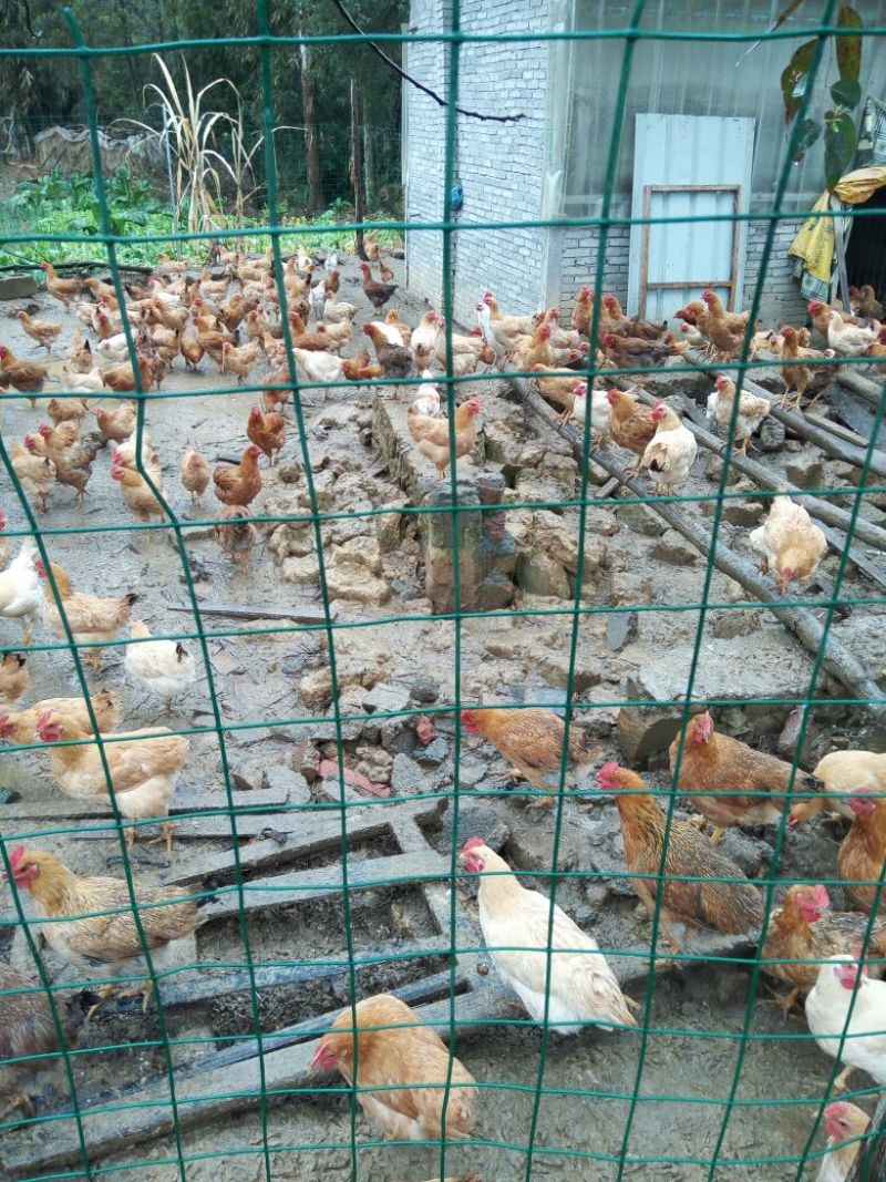 走地鸡3~4斤散养土鸡
