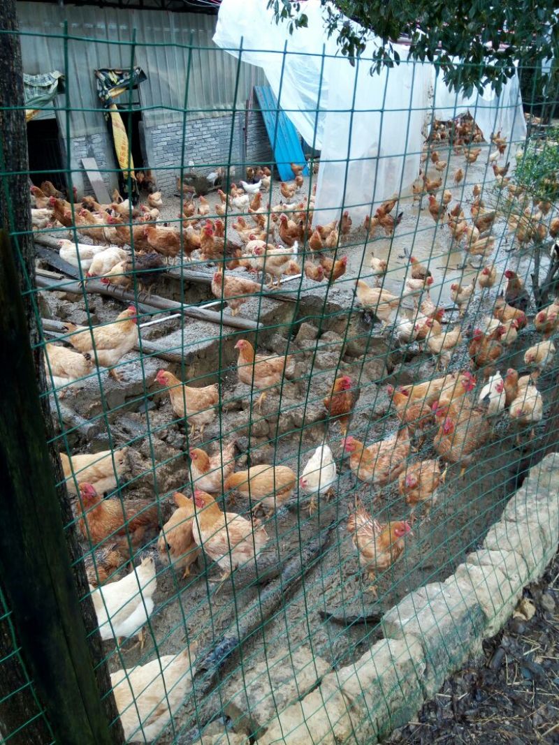 走地鸡3~4斤散养土鸡