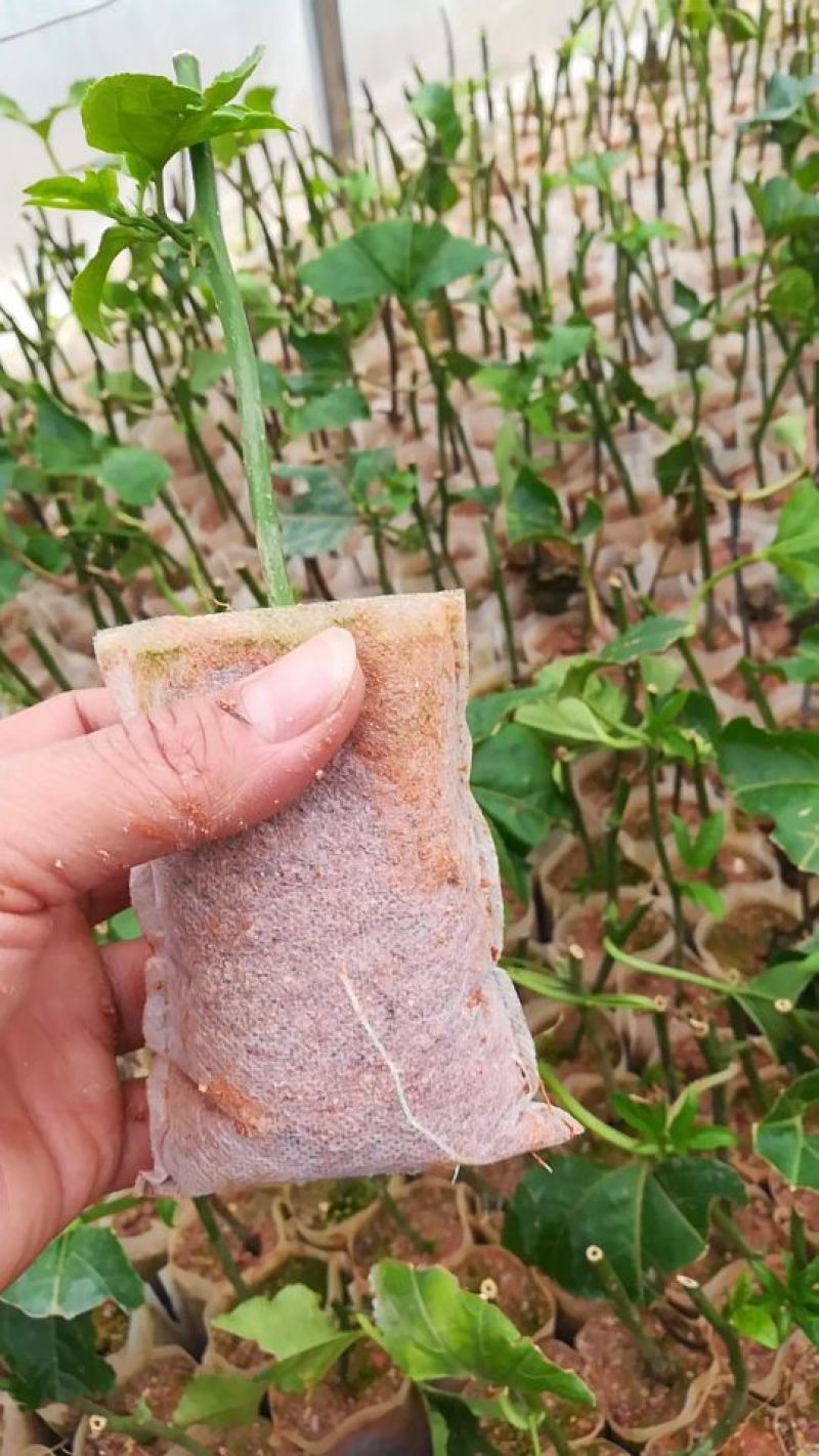 育苗袋，厂家直销，质量保证，全国发货，欢迎来电