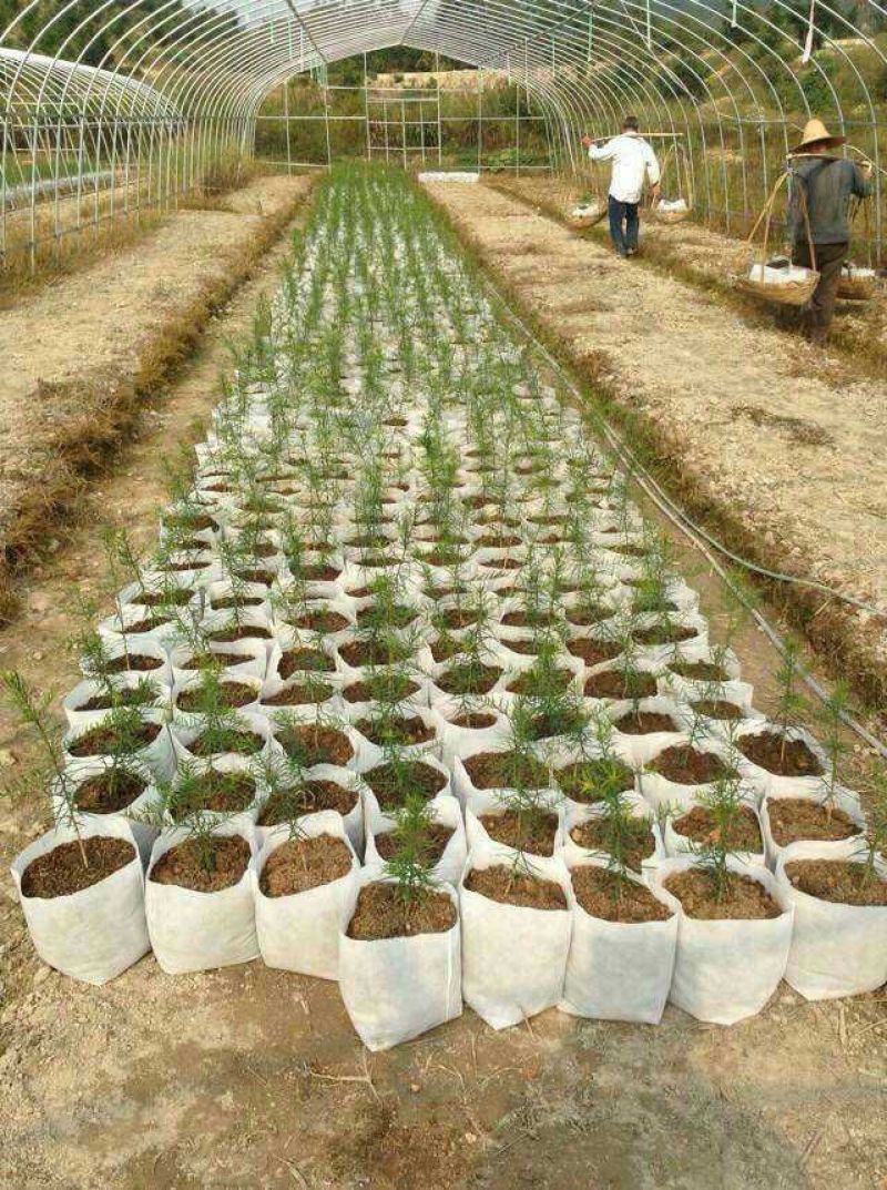 育苗袋，厂家直销，质量保证，全国发货，欢迎来电