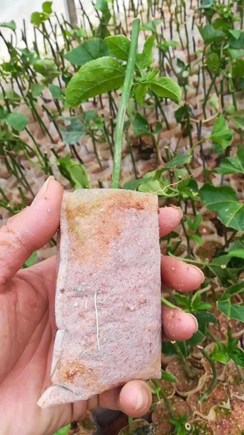 育苗袋，厂家直销，质量保证，全国发货，欢迎来电