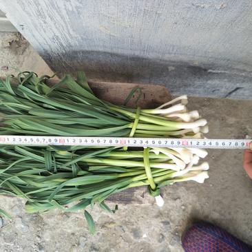 四季蒜苗40~45cm