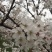 染井吉野樱八重寒绯樱等各种日本樱花庭院