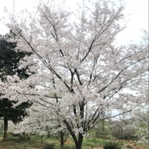 染井吉野樱八重寒绯樱等各种日本樱花庭院