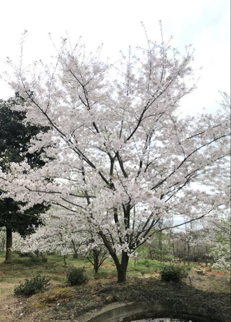 染井吉野樱八重寒绯樱等各种日本樱花庭院