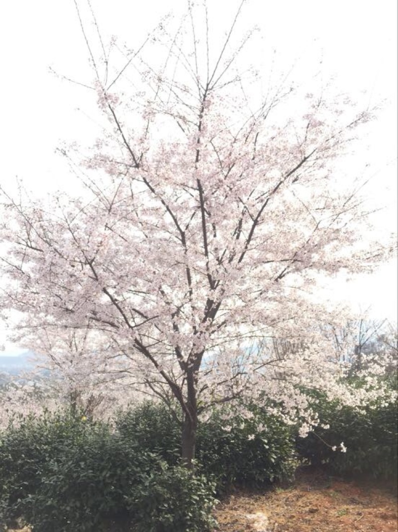 染井吉野樱八重寒绯樱等各种日本樱花庭院
