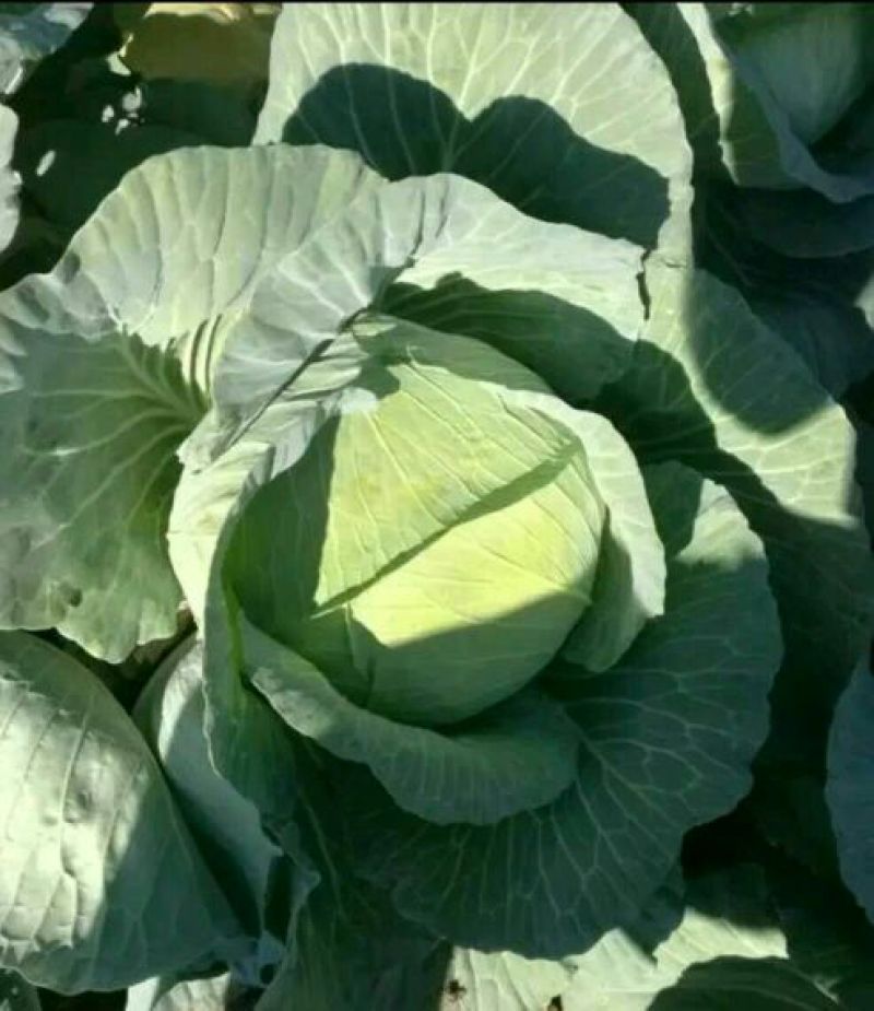 莲花白通货3到5斤